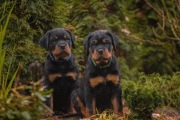 Rottweilery ZKwP/ FCI Planowane miot wiosna 2026