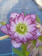 Ciemiernik Helleborus 'Peppermint Ice' 26