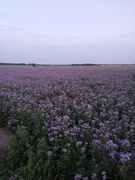 Facelia błękitna facelia blekitna 