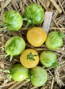 Pomidor Yellow Vernisage nasiona kolekcjonerskie