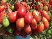 Pomidor CIO-CIO-SAN - nasiona kolekcjonerskie 10 szt