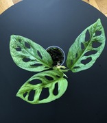 Monstera Adansonii Mint