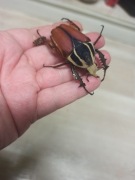 Pędraki chrząszcza Mecynorrhina Torquata Ugandensis l2