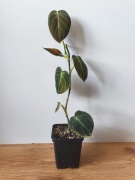 Piękny Philodendron Filodendron Melanochrysum 50 cm 