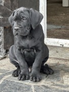 Cane Corso Italiano 