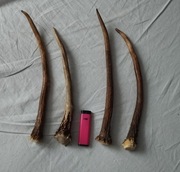 Poroże zestaw 4 szt naturalny Gryzak  dla psa  28-32cm 