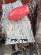 Pomidor Fuego rosa   kolekcjonerski