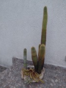 Odchowane Kaktusy w ceramicznej doniczce