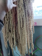 Amarantus Szarłat zwisly  suszony kwiaty bukiety 