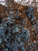 Wazonkowiec doniczkowiec - Enchytraeus albidus ŻYWY POKARM DLA RYB