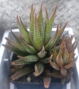 Haworthiopsis Fasciata Concolor, haworsja, GRATIS! 63