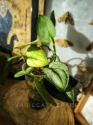 Scyndapsus Hologram Exotica sparkling Borneo variegata scindapsus mint