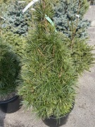 Sośnica japońska 130 cm