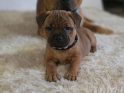 Staffordshire Bull Terrier, Staffik, Stafik 