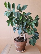 Żywe Drzewko Bonsai, Ficus retusa, Fikus microcarpa, Bonsai