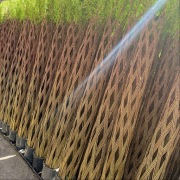 Wierzba pleciona 220 cm