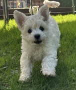 Bichon frise FCI ZKwP szczeniak