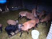 Sprzedam owce kameruńskie