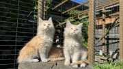 Maine Coon Rudy Srebrzysty WCF 5 Pokoleniowy Rodowód