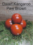 073-Dwarf Kangaroo Paw Brown. Pomidory kolekcjonerskie.