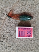 Rippery- przynęty  sztuczne  