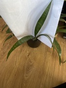 Sansewieria Sansevieria ,,Dooneri „