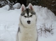 Siberian Husky szczenię ZKwP FCI