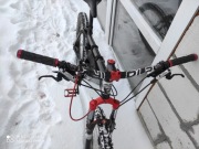 Rower MTB bulls wild cup