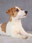 Jack Russell terrier ZKwP FCI suka w.krótki