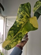 Philodendron Siam Sunrise / domesticum - w trakcie ukorzeniania, 2 liście