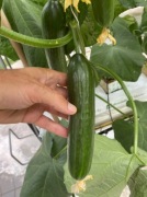 Ogórek Cretasun F1 - Nasiona Holenderskie