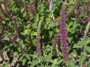 Ożanka 'Paradise Delight' Teucrium hircanicum 200n