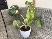 Monstera Thai Constellation pięknie wybarwiona