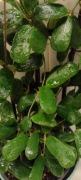 Hoya Rotundiflora - ukorzeniona sadzonka.