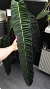 UNIKAT! Philodendron Patriciae ogromny długolistny
