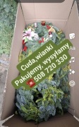 wianki nobilis, wianki jodła szlachetna -PODUCENT