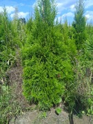 Thuja tuja szmaragd 120-140 cm