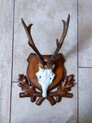 Trofeum myśliwskie – czaszka kozła na ozdobnej desce