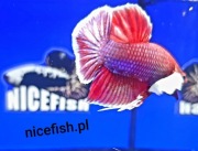 Bojowniki,czyste rasowe hmpk