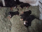 Berneński pies pasterski 