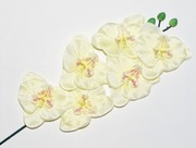 Storczyk Gałązka Phalaenopsis – Kremowy Ecru – Premium