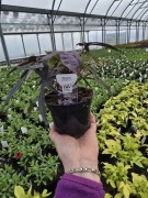 Wilec ziemniaczany,  Ipomea liść Illusion Midnight Lace