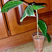 Hoya, hoja ~ MACROPHYLLA VARIEGATA /ALBOMARGINATA ~ dojrzała, rosnąca 