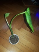 Epipremnum pinn cinto cintho goldfinger 