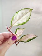 Hoya Carnosa Tricolor - do samodzielnego ukorzenienia