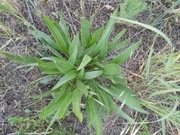 Babka lancetowata wąskolistna 2 sadzonki 