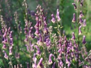 Aconitum `Purple Sparrow` -Tojad 5n .nasiona