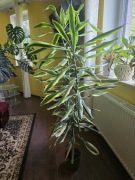 Dracena ponad 1.5m