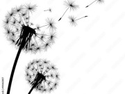 Obraz na płótnie dmuchawce 60x80 nadruk NOWY