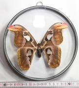 Gablotka Atcts_9 dwustronna.  Motyl Attacus atlas female ex pupa